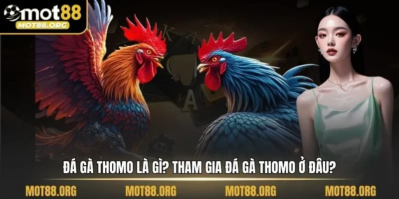 đá gà Thomo