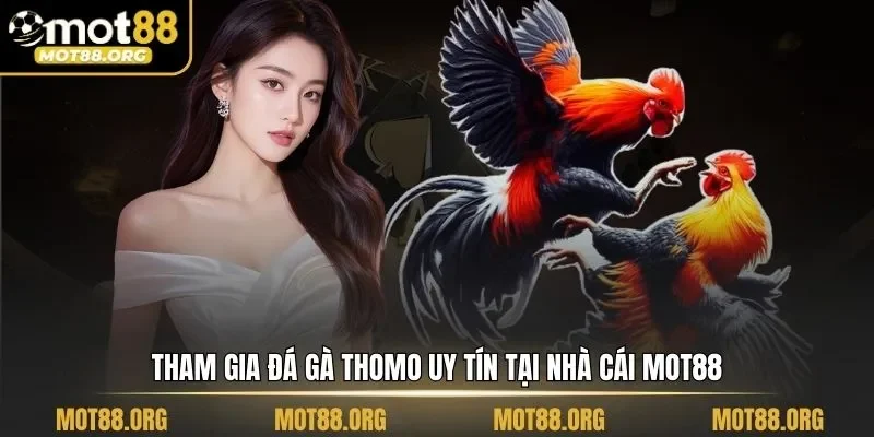 đá gà Thomo